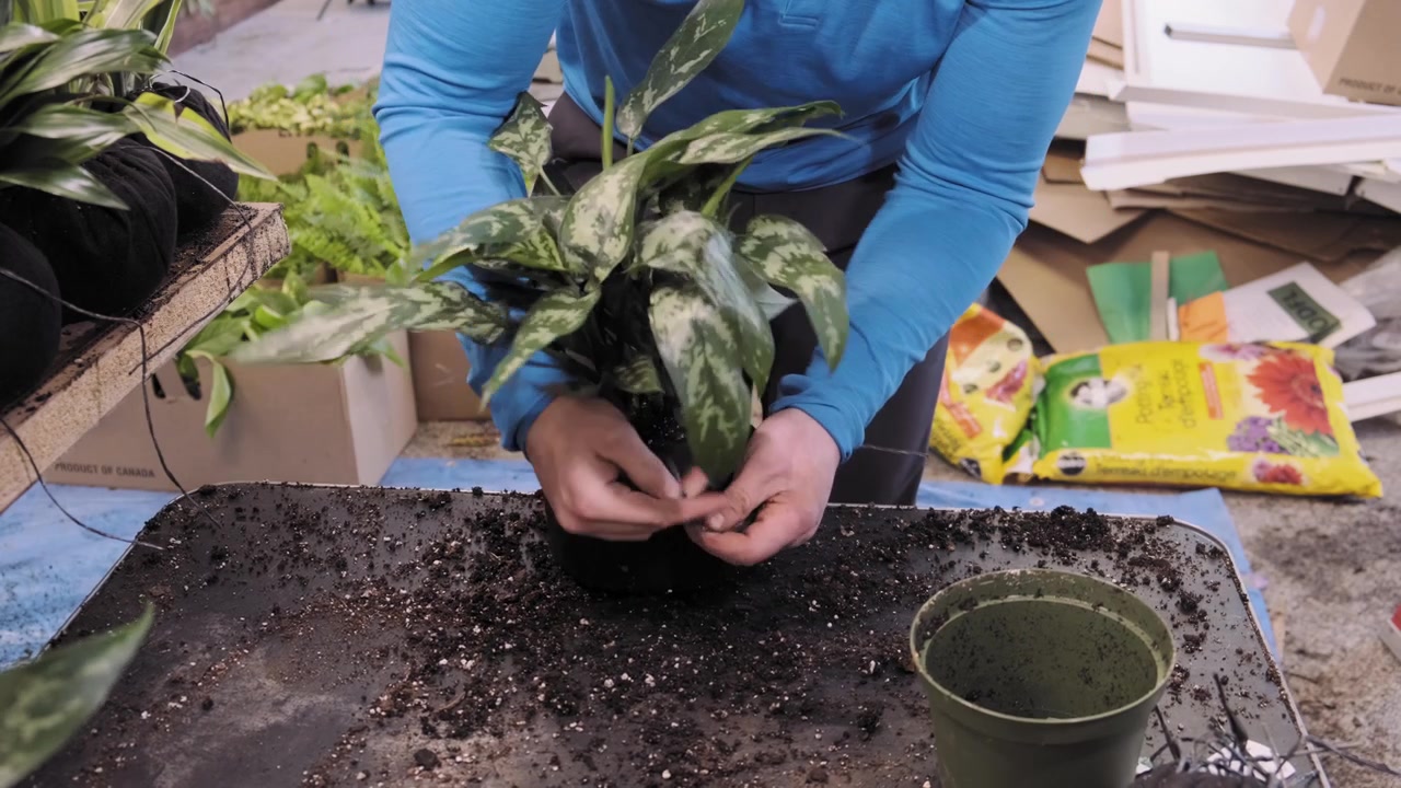 Mann som transplanterer en plante fra en potte og plasserer den i en sekk for deretter å installeres på en grønn vegg.