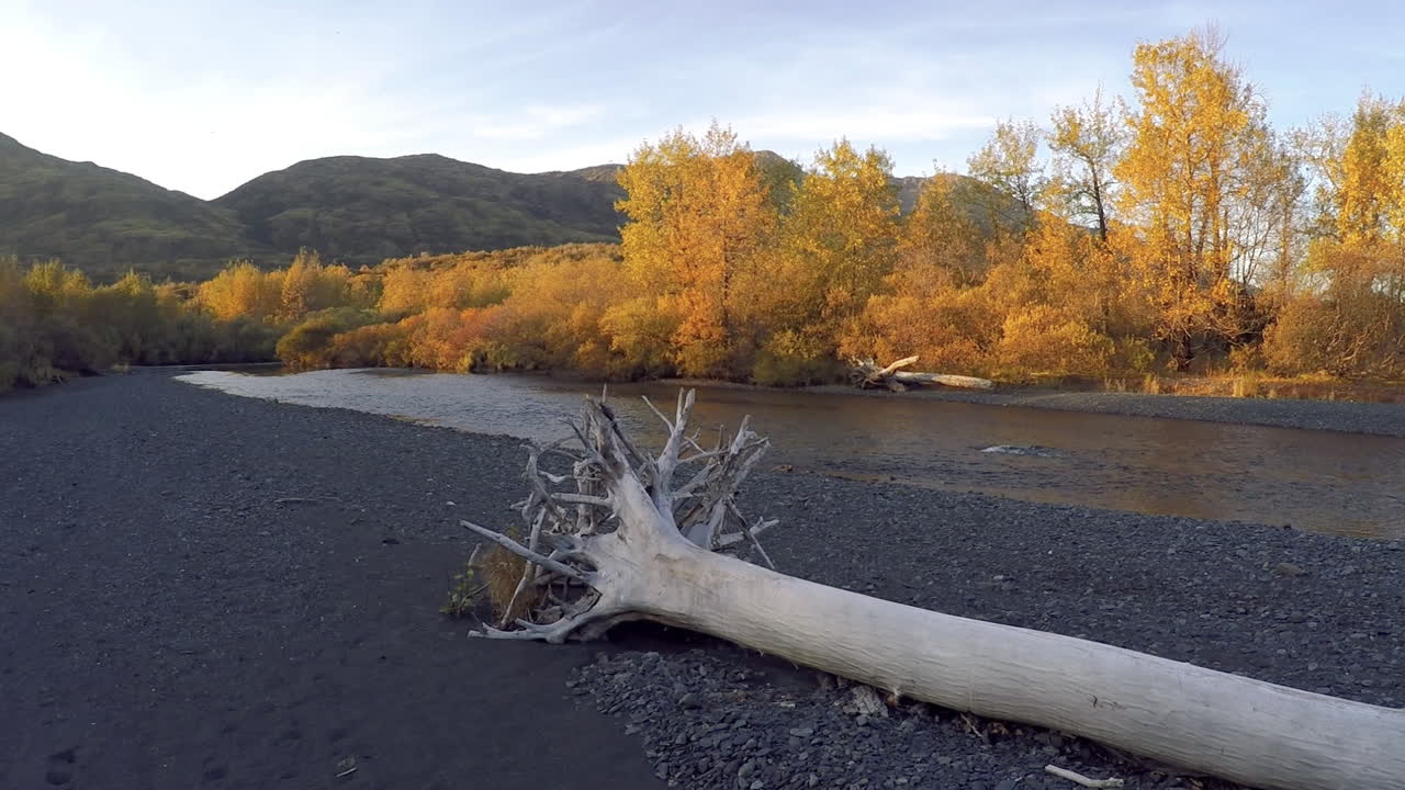 A panned shot of a large dead tree lying on the side of a salmon river in the wilderness of Kodiak Island, Alaska