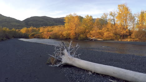 a panned shot of a large dead tree lying on the side of a salmon river in the wilderness of kodiak island, alaska