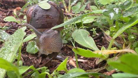 Elegantes-Gateos:-Un-Primer-Plano-De-Un-Caracol-En-El-Suelo