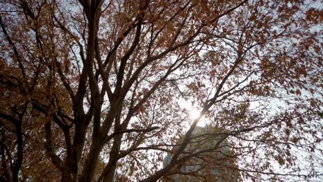 sun peeks through the brown summer leaves. Bottom up forward shot.