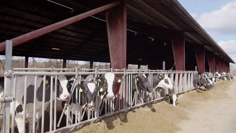 cows feeding process on modern farm