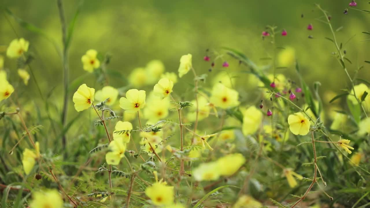 foco de rack de un campo de flores amarillas de espina del diablo soplando en el viento en el parque transfronterizo kgalagadi