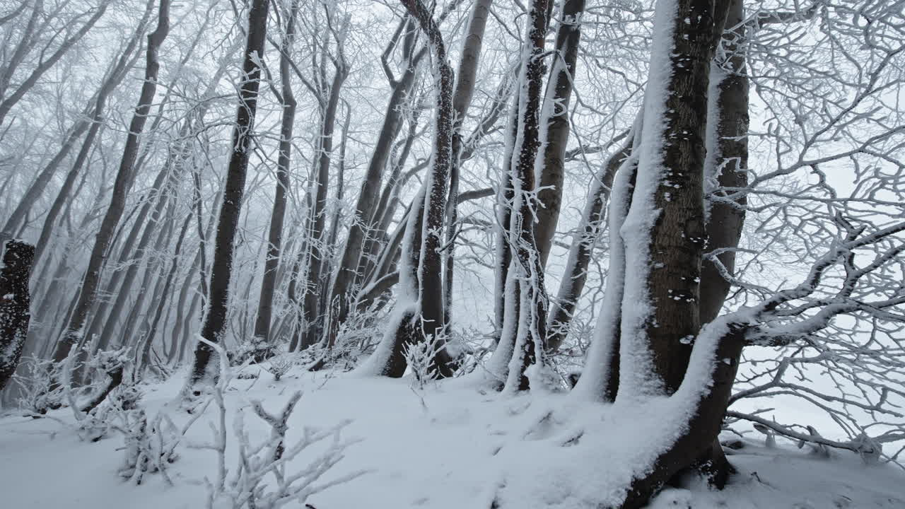 눈으로 인 숲과 기울어진 나무, 평온하고 조용하고, 겨울의 고독을 불러일으킨다.