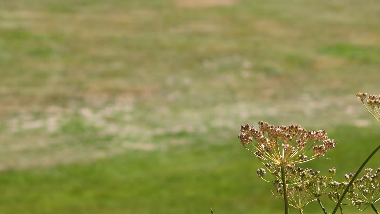 una flor se balancea en un campo de hierba