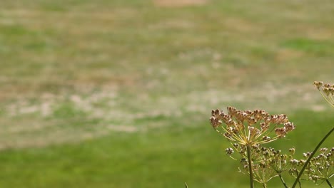una flor se balancea en un campo de hierba
