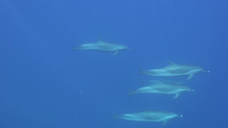 una manada de delfines pasando por debajo de la superficie en islas marquesas en agua azul