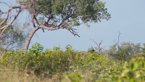 Ein-Leopard-Versteckt-Sich-In-Den-Ästen-Und-Beobachtet-Die-Unten-Grasende-Giraffe