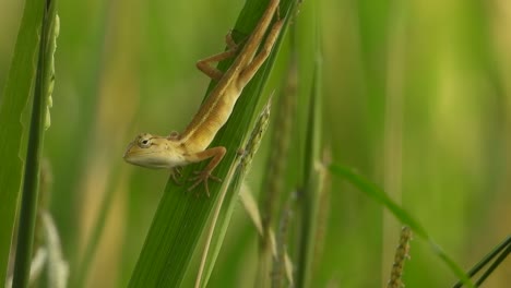 lagarto en hoja verde - viento