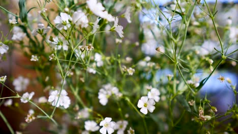 Gypsophila-Monarch-White,-Botanische-Weiße-Blumenausstellung-Auf-Blumenvase-Im-Wohnzimmer-Nahaufnahme-Der-Weißen-Blume-Im-Haus