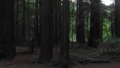 Antena-Lateralmente-Baja-En-El-Bosque-De-Secuoyas