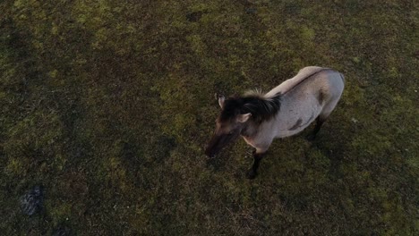 two wild horses in overcast meadow - windy, dramatic scene captured by drone