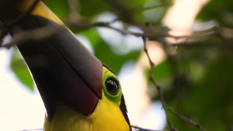 close-up of keel-billed toucan , also known as sulfur-breasted toucan or rainbow-billed toucan