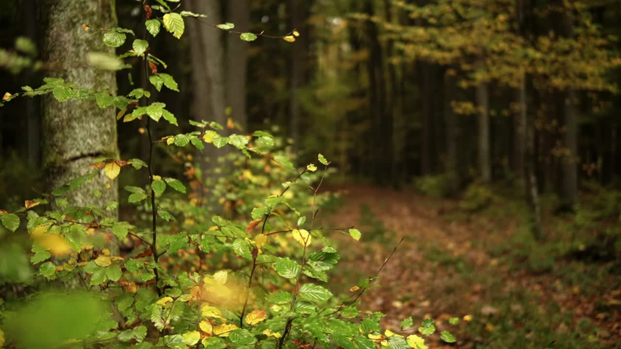 hermosa toma aérea de un bosque en otoño y otoño con hojas y árboles coloridos