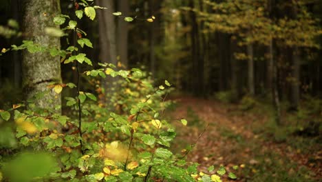 Beautiful-aerial-shot-of-a-forest-in-fall-and-autumn-with-colourful-leaves-and-trees