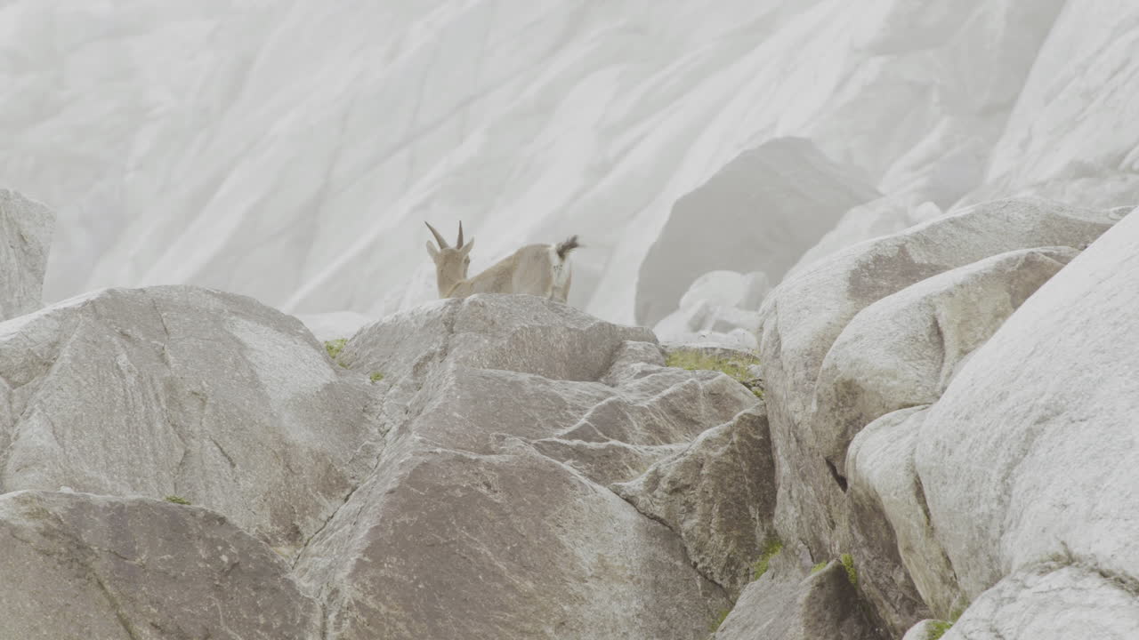 Mountain Goat on Rocky Terrain