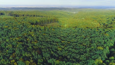 hermoso efecto borroso de la luz del sol brillante que brilla a través de las hojas frescas de los árboles en el bosque.