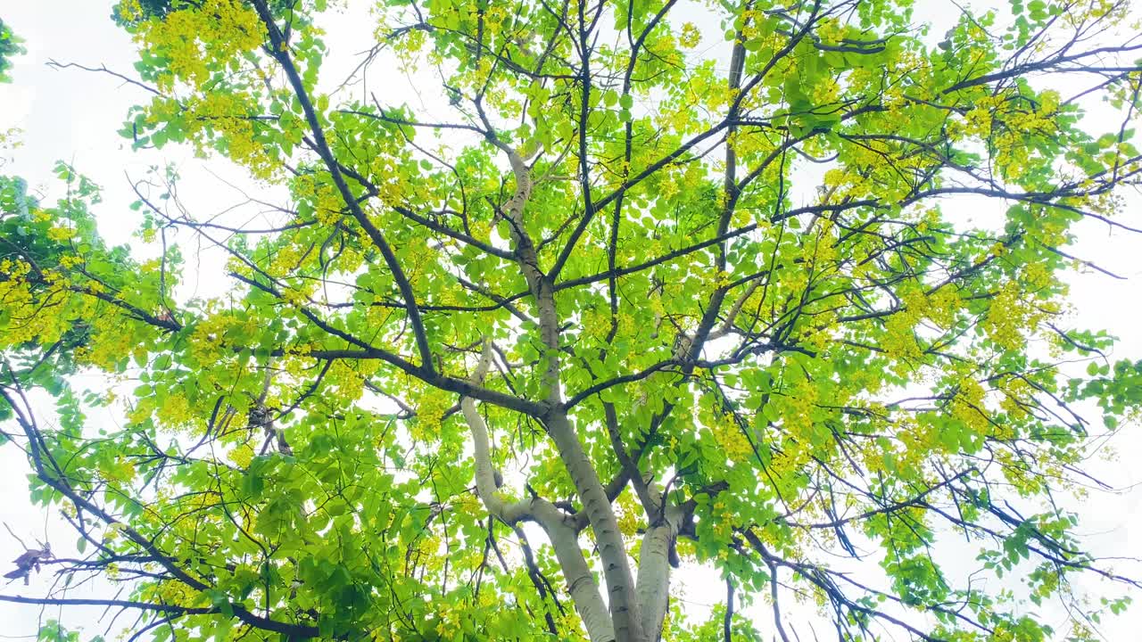 나무와 가지의 녹색 꼭대기, 노란 꽃을 올려다 보며