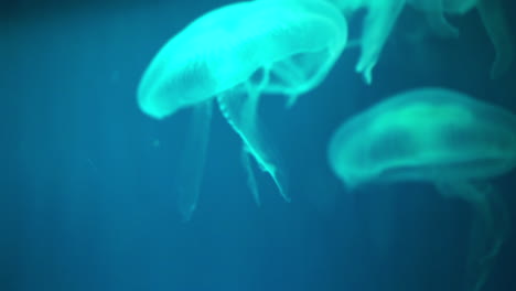 las medusas cambian de color dentro del agua roja azul verde medusa