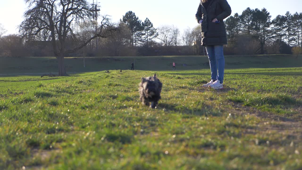 adorable cachorro corriendo rápido hacia la cámara en el campo de hierba en el parque en cámara súper lenta durante el verano con ojos de cachorro en stuttgart, alemania