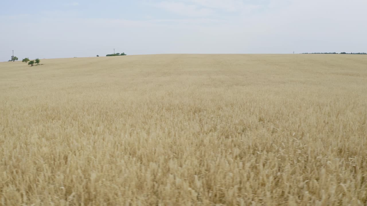Yellow field full of ears of wheat from side window
