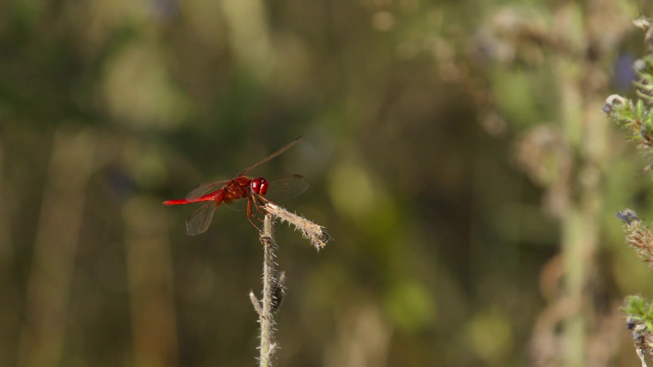 Primo piano di libellula scarlatta rossa che vola via da una pianta