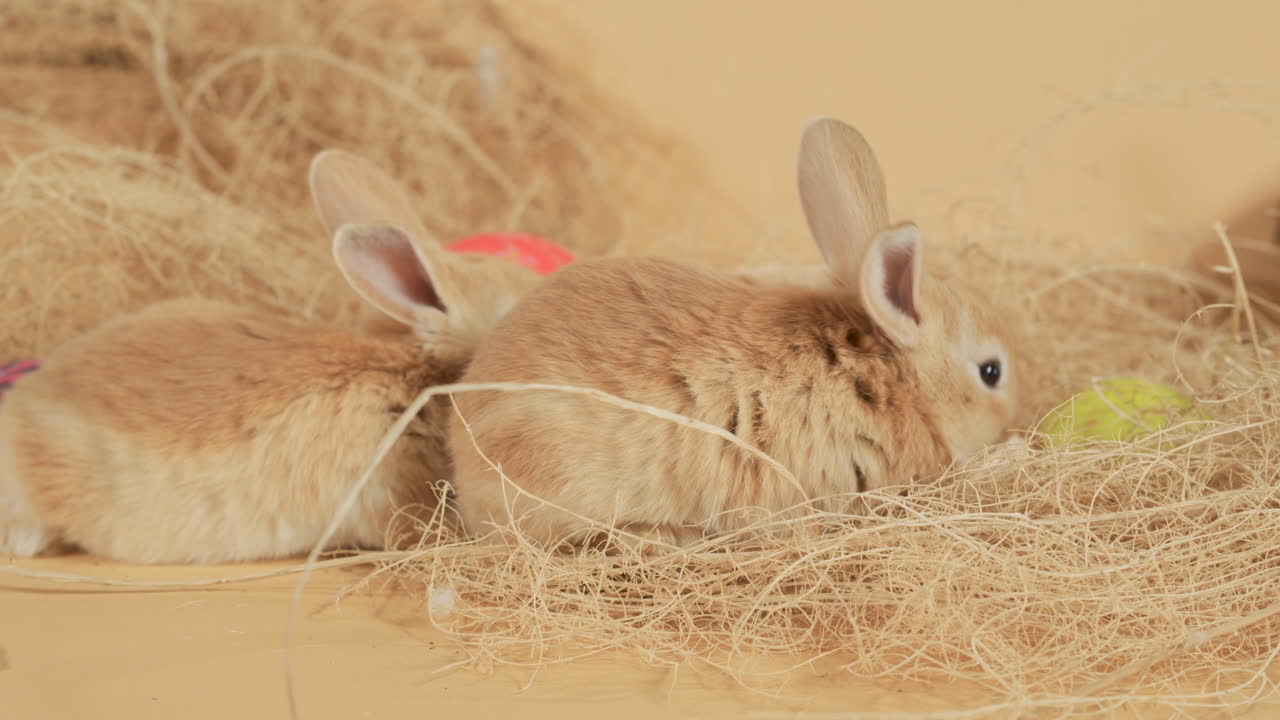 건초 주위를 보풀이 일고 있는 베이지색의 작고 귀여운 부활절 토끼 - 클로즈업 샷