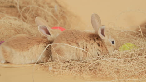 Beige-Niedliche-Kleine-Osterhasen,-Die-Um-Heu-Herumfliegen---Nahaufnahme