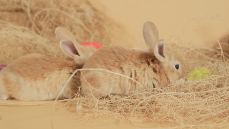 lindos conejitos de pascua beige que se mueven alrededor del heno - primer plano