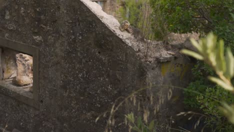 Footage-of-abandoned-and-demolished-house,-located-at-Vasilika,-Parnitha-mountain,-Athens,-Greece