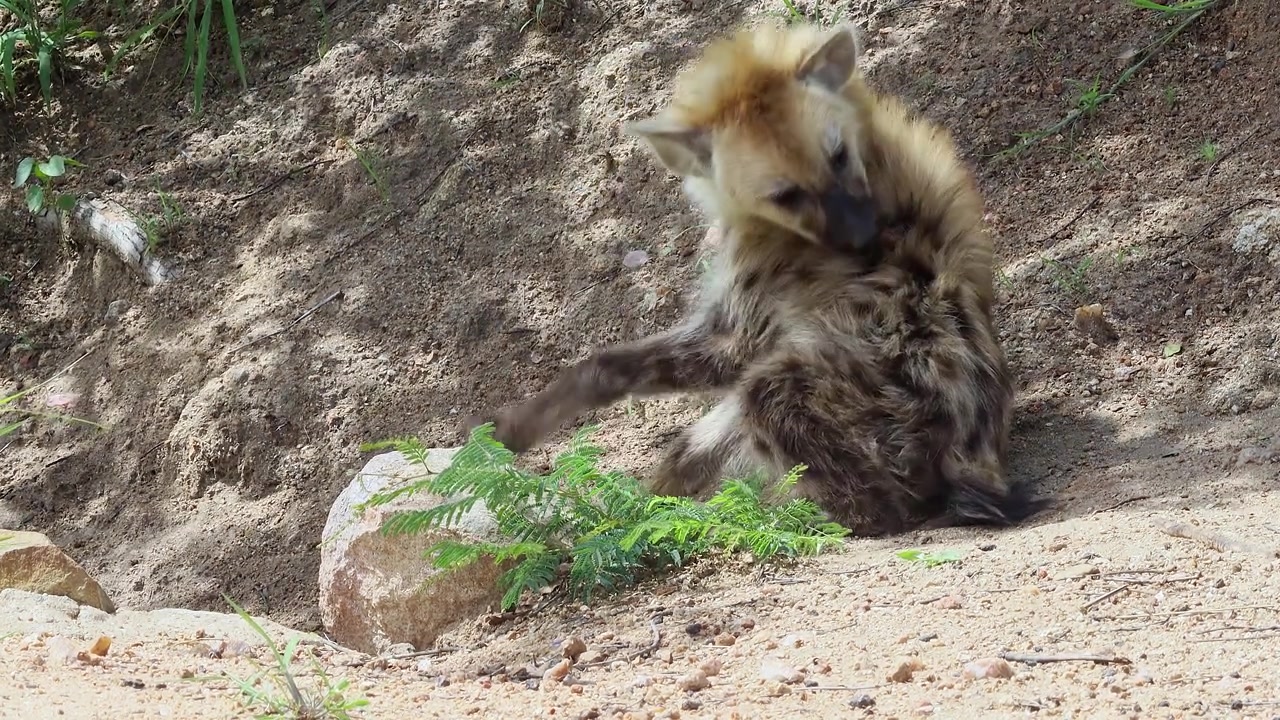 Schattige gevlekte hyenapup verzorgt lange vacht door te likken, close-up safari