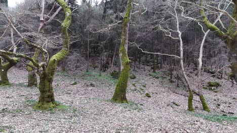 Lento-Vuelo-Cinematográfico-A-Través-Del-Bosque-Invernal-En-Grecia-|-4k-60fps