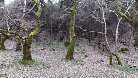 vuelo cinematográfico lento a través del bosque de invierno en grecia | 4k 60fps