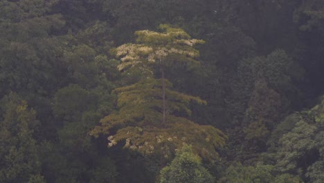 Regen,-Der-Die-Bäume-In-Malaysia-Trifft