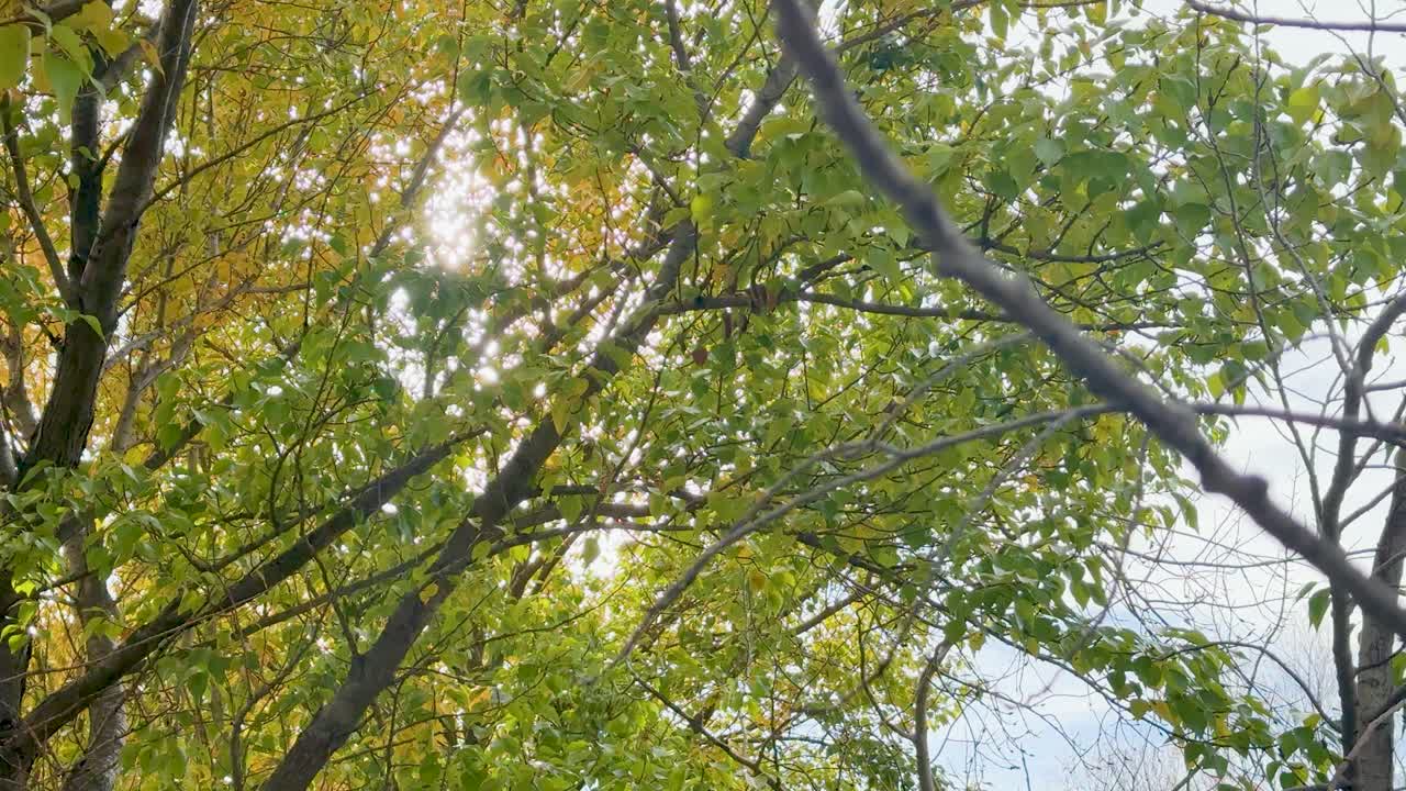 Sunlight streams through vibrant autumn leaves, creating a serene and warm atmosphere in a tranquil forest setting