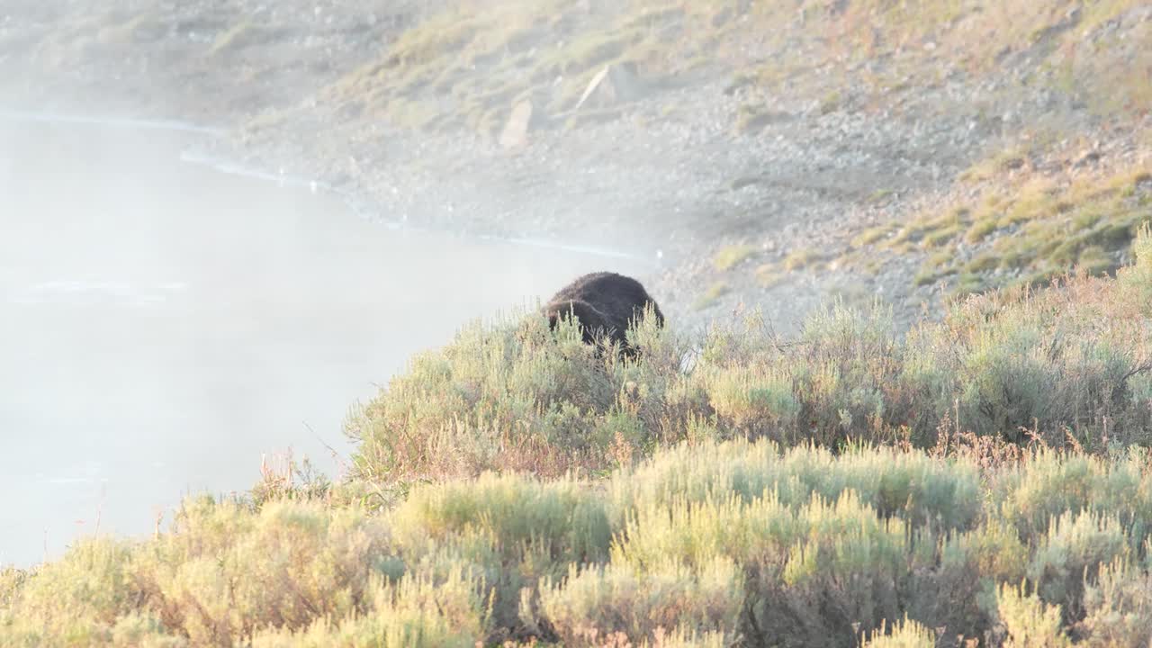Grizzly bear running through meadow in Yellowstone National Park