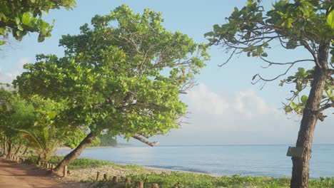 a stunning tree on the beach in cumuruxatiba, southern bahia, brazil, at sunrise