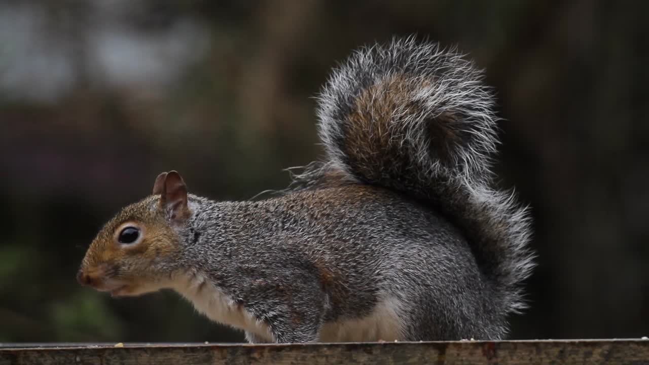 ardilla gris, sciurus carolinensis, sobre mesa de pájaros. reino unido