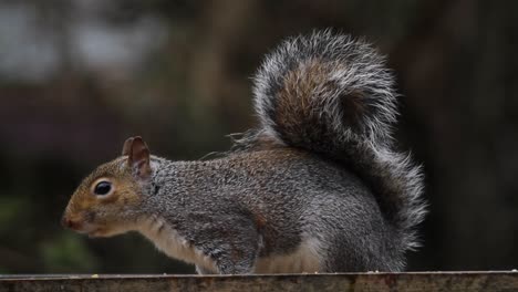 Ardilla-Gris,-Sciurus-Carolinensis,-Sobre-Mesa-De-Pájaros.-Reino-Unido