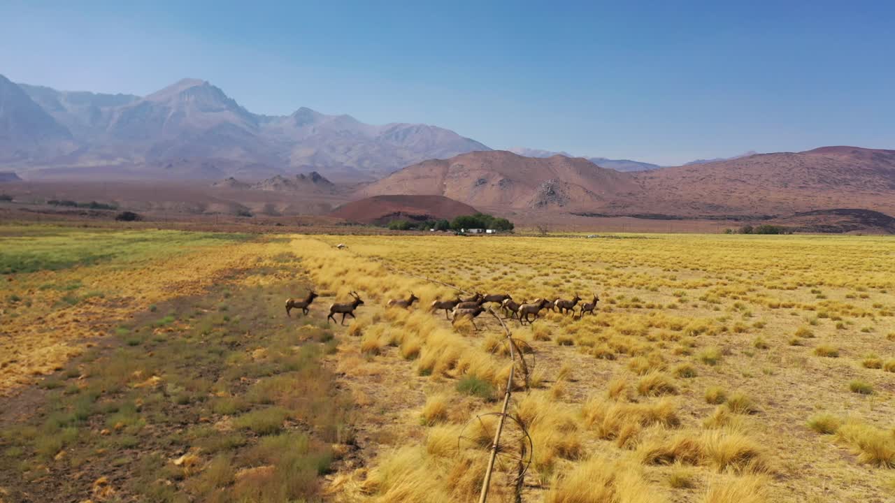 Aerial Over A Beautiful Herd Of California Elk Or Mule Deer Running In Fields In The Eastern Sierra Nevada Mountains Near Lone Pine, California