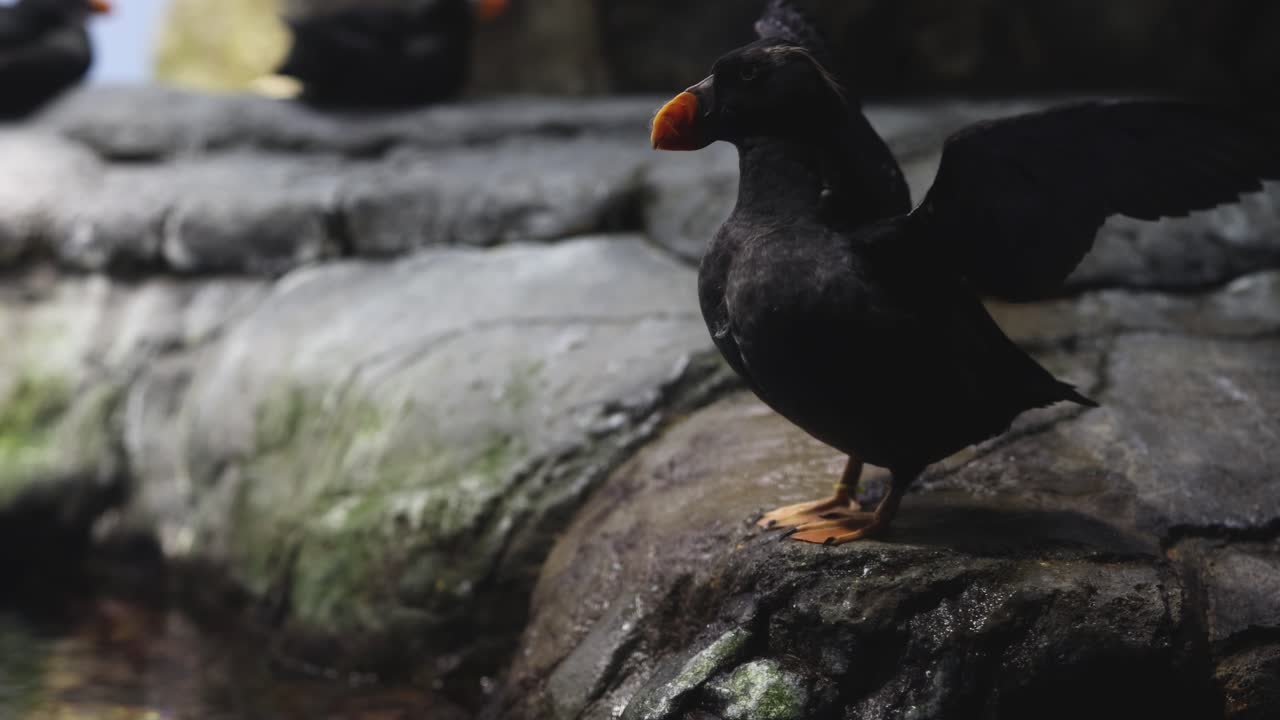 L'oiseau se perche, bat des ailes et s'envole