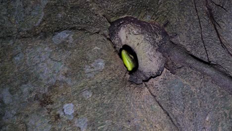 Head-peeking-out-seen-on-its-side-in-the-burrow-while-ants-and-other-insects-are-moving-around-easy-to-reach-as-snacks-in-the-night,-Olive-Dasia-or-Olive-Tree-Skink-Dasia-olivacea,-Thailand