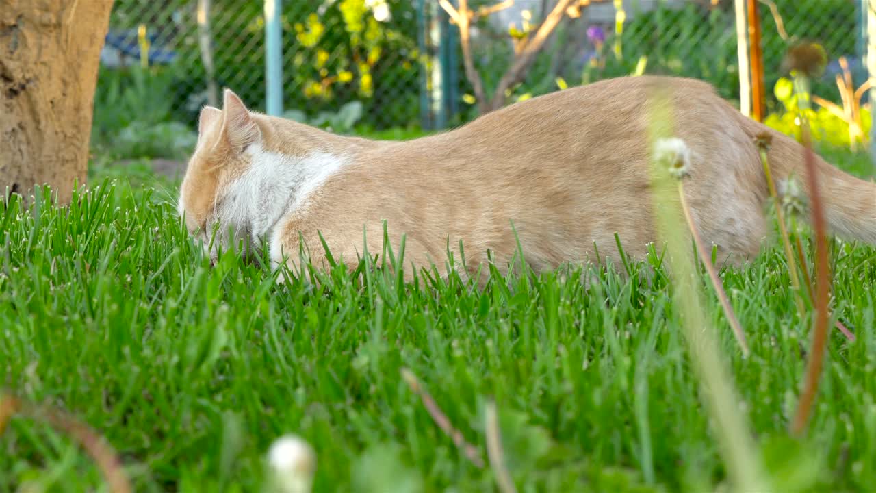 un gato está buscando algo en la hierba