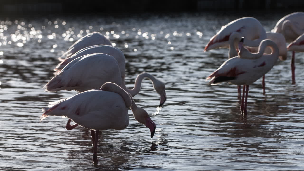 플라밍고 키네 4k 22