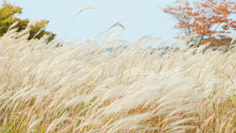 Amur-Oder-Chinesisches-Silbergras,-Gras-Schwankend,-Pfannengang