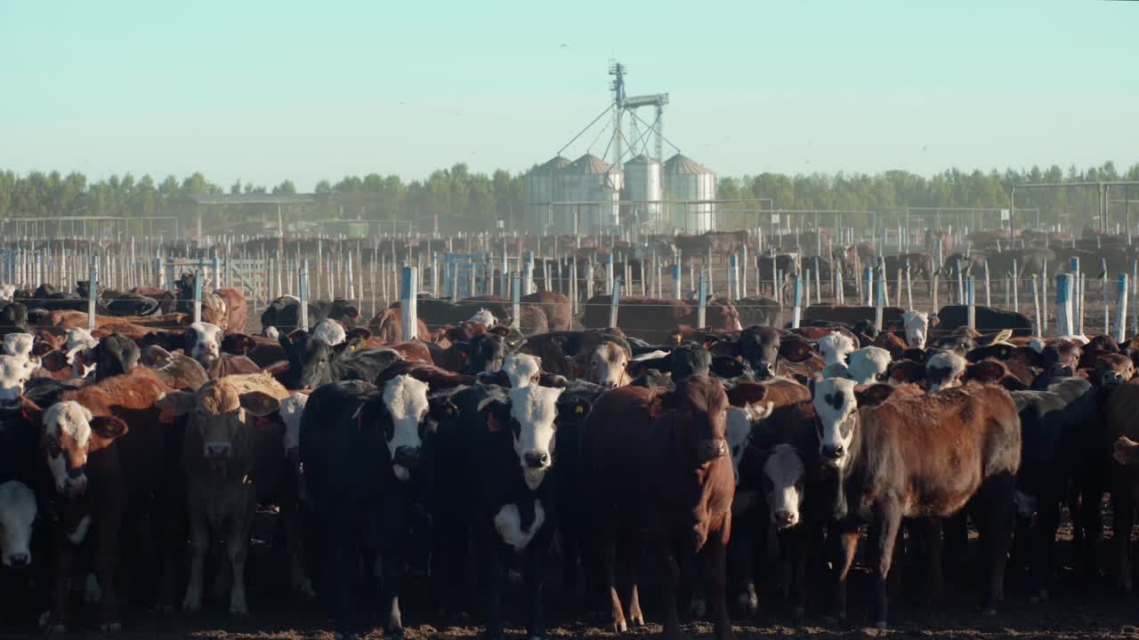 사일로와 나무가 뒤에 있는 태양 아래 목장 내부에서 카메라를 바라보는 많은 소