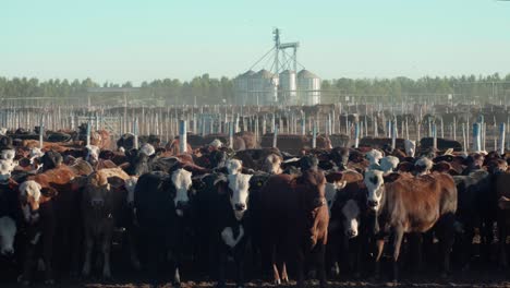 Viele-Kühe-Schauen-In-Die-Kamera,-In-Einem-Stall-Unter-Der-Sonne-Mit-Silos-Und-Bäumen-Dahinter
