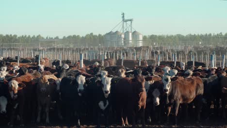 many cows looking at the camera, inside a corral under the sun with silos and trees behind