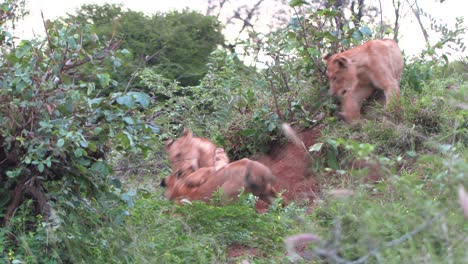 lion cubs play and roll without a care in the world on a small hill in a game reserve