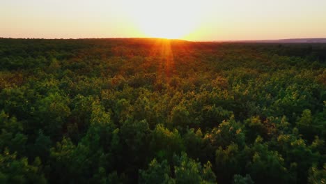 red rays of the setting sun over treetops. dark green forest against the beautiful sunset. aerial view. camera moves back.